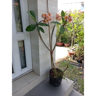 cây sứ đại thái màu mới hoa thơm