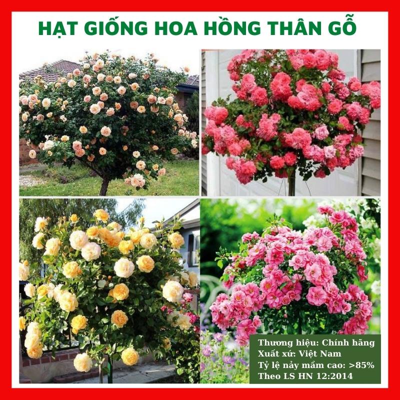 Hạt giống hoa hồng thân gỗ - rau củ quả trồng chậu, sân vườn ban công nảy mầm cao 20 hạt Lucky Seeds