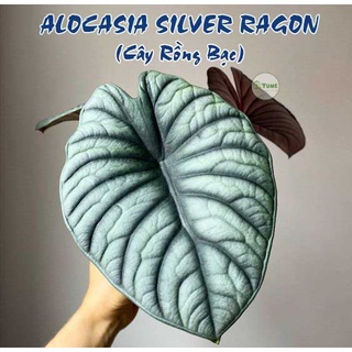 Cây Alocasia Dragon silver .LK06.cây lá kiểng, cây indoor trang trí nhà cửa đẹp. xanhshop22