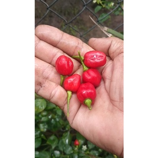 2 trái ớt tươi giống habanero đỏ