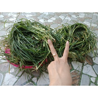 CỎ MẦN TRẦU KHÔ 100GR