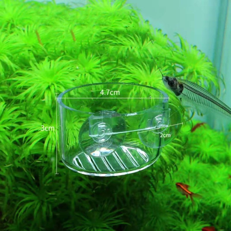 Chậu Trồng Cây Thủy Sinh Bằng Acrylic Trong Suốt Dạng Treo Trang Trí Bể Cá
