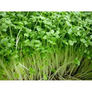 sale off Hạt giống rau mầm cải ngọt 100gr hàng chuẩn cty.