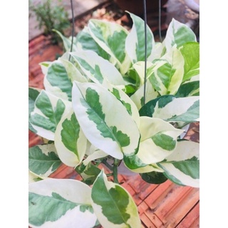 Chậu cây trầu bà Ngọc thủy