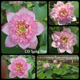 Củ sen màu hồng Lucky Pink C-13