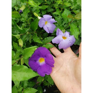 Cát Đằng Đứng ( Hồng Phúc Thiên Lý)