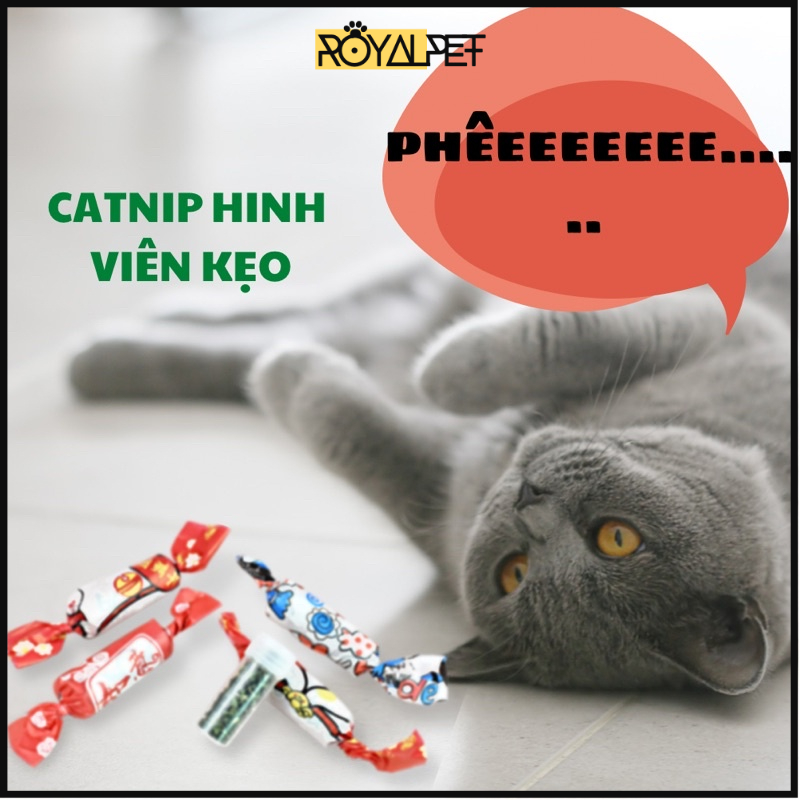 CATNIP CHO MÈO SIÊU KUTE