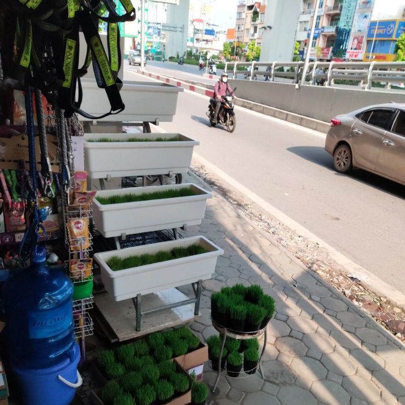  Cỏ lúa mạch trồng sẵn cho mèo ăn giúp tiêu búi lông,...(Vận chuyển Hoả tốc)