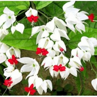 3 Cây con Hoa ngọc nữ ( thanh lý dọn vườn)