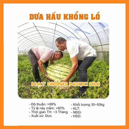 Hạt Giống Dưa Hấu Khổng Lồ - 10 Hạt