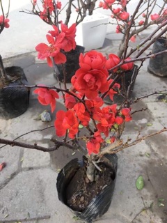 Mai đỏ siêu nụ