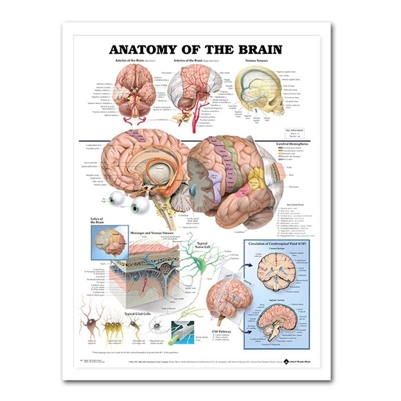 Tranh treo tường vẽ sơ đồ giải phẫu não người phong cách cổ điển nghệ thuật trang trí trong nhà và dạy y học
