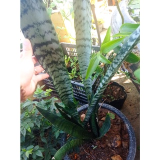 Lưỡi hổ xanh (gửi cây rễ trần)