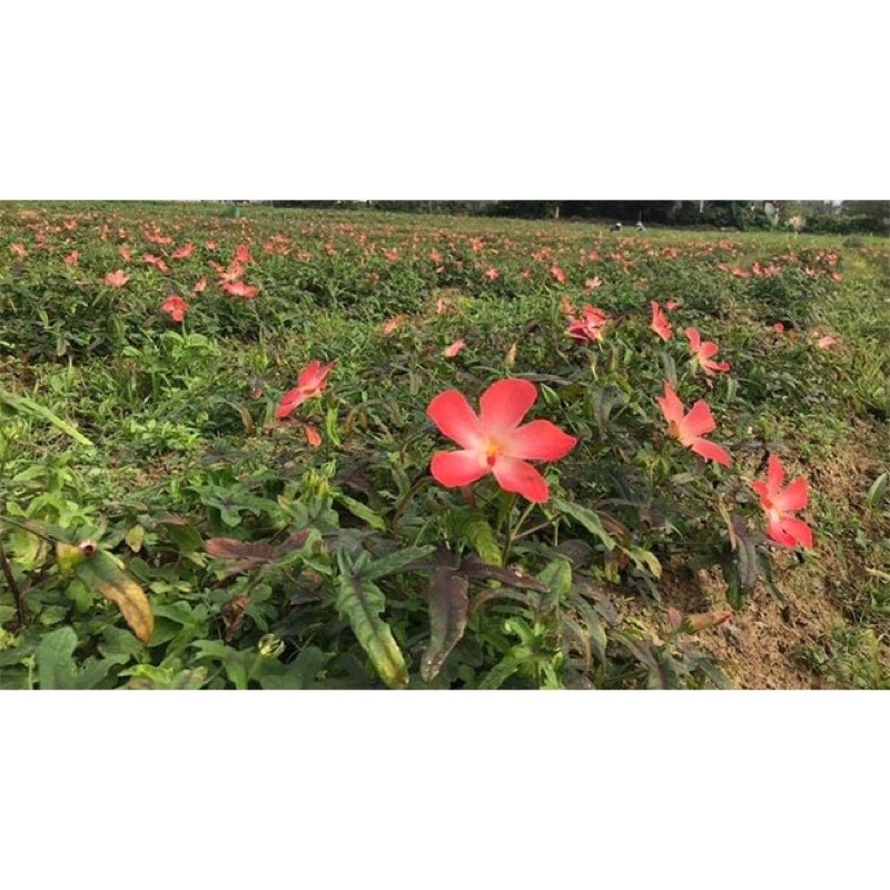 Hạt giống sâm bố chính - Gói 10 hạt