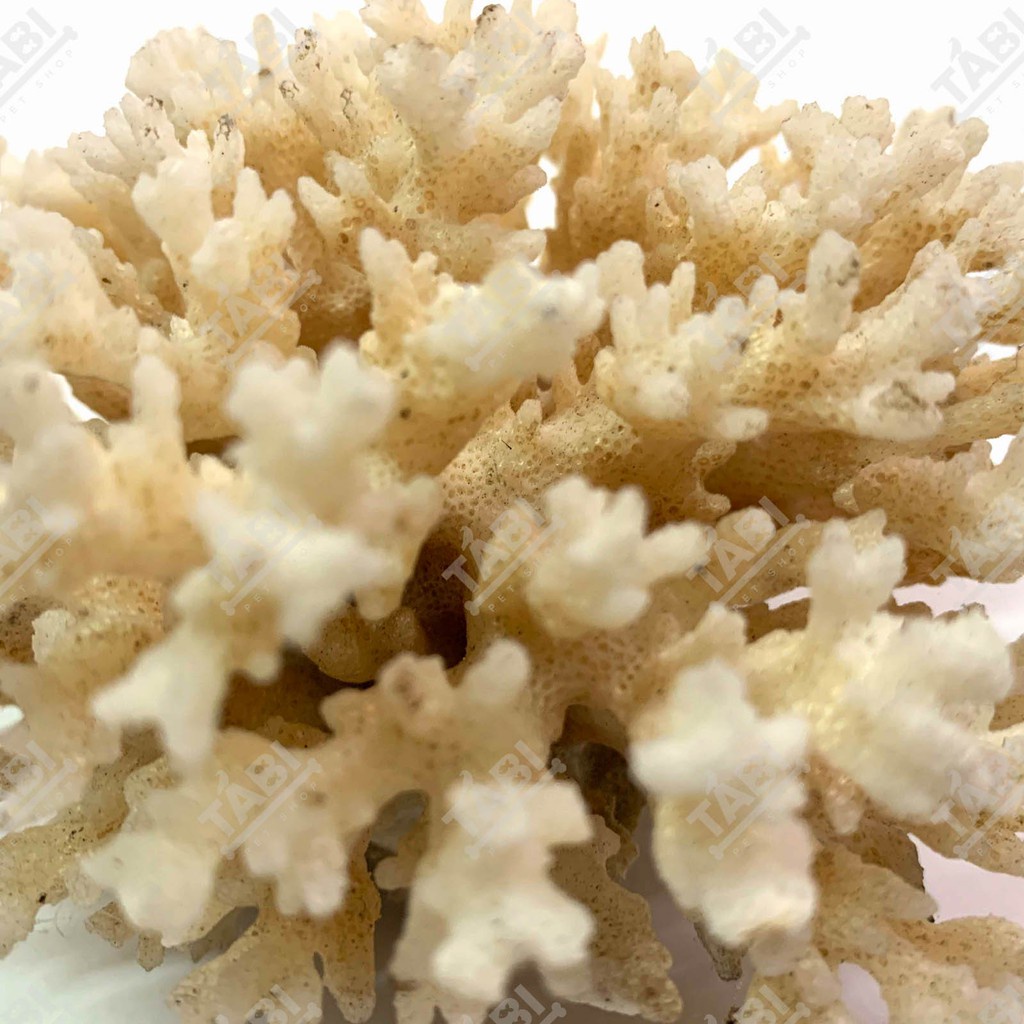 Chùm Bông San Hô Đá Setup Hồ Cá - San Hồ Trang Trí Hồ Cá