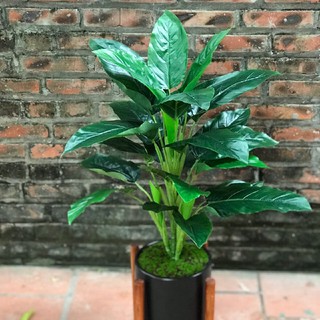 Combo cây dừa, cây đuôi công và thảm rêu đẹp