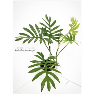 Trầu bà | Philodendron Mayoi