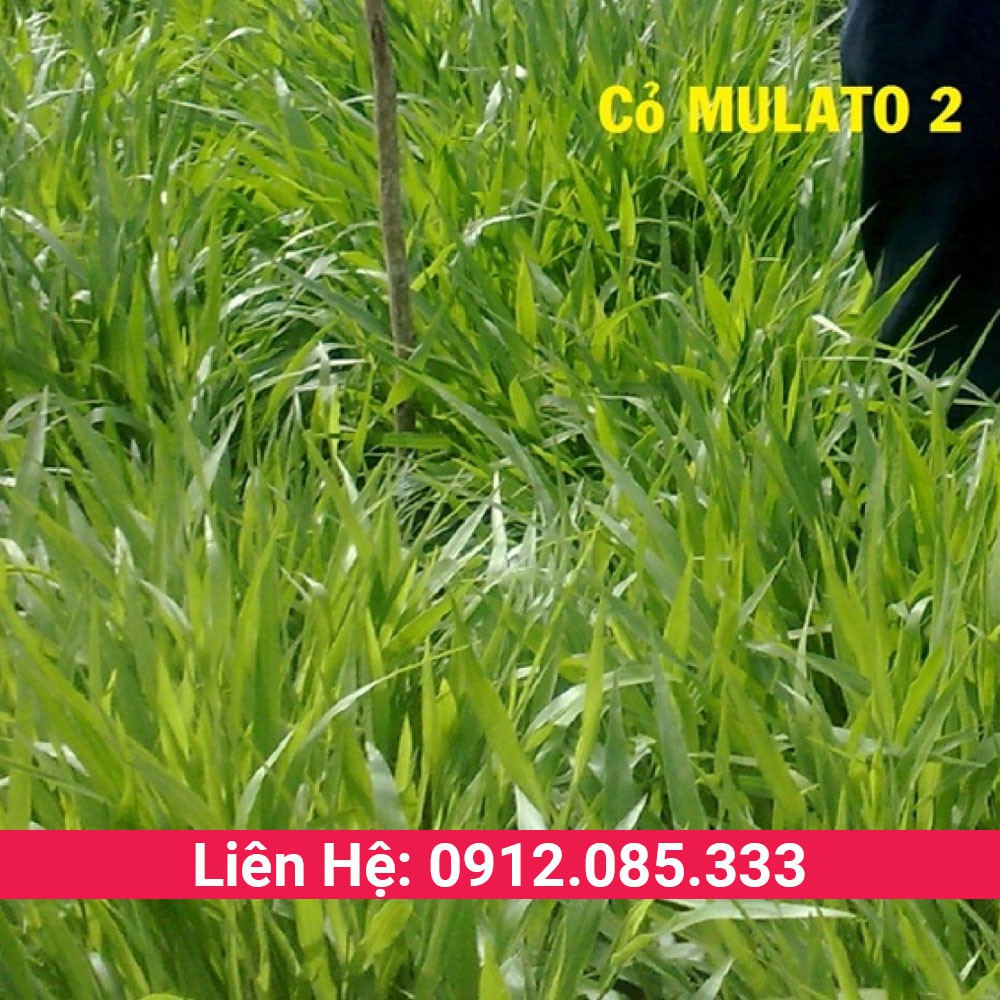 Cỏ Mulato 2 hạt giống cỏ chăn nuôi cho bò, gia súc và gia cầm sinh trưởng nhanh hàm lượng dinh dưỡng cao gói 1kg