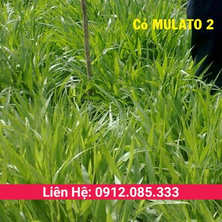 Cỏ Mulato 2 hạt giống cỏ chăn nuôi cho bò, gia súc và gia cầm sinh trưởng nhanh hàm lượng dinh dưỡng cao gói 1kg