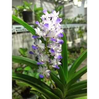 Hoa lan hải yến tím sắp hoa
