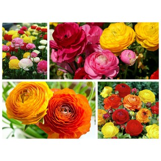 Hạt giống hoa Hồng ri ba tư