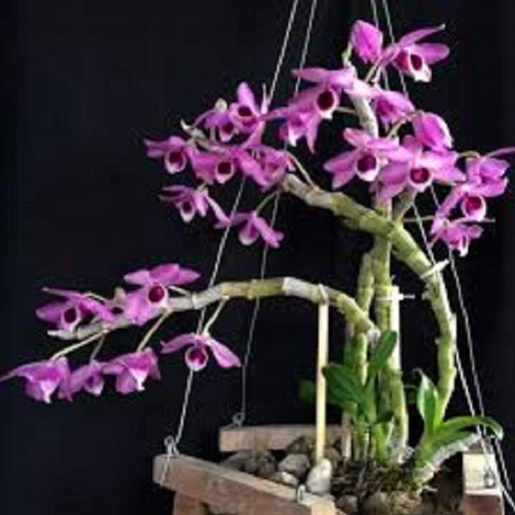 ( 24.09.) CÂY ĐẸP KHỎE Hoa lan - trầm tím lào( cây cao 25cm,to khỏe, bộ rễ đẹp)+ 700g phân thỏ hữu cơ