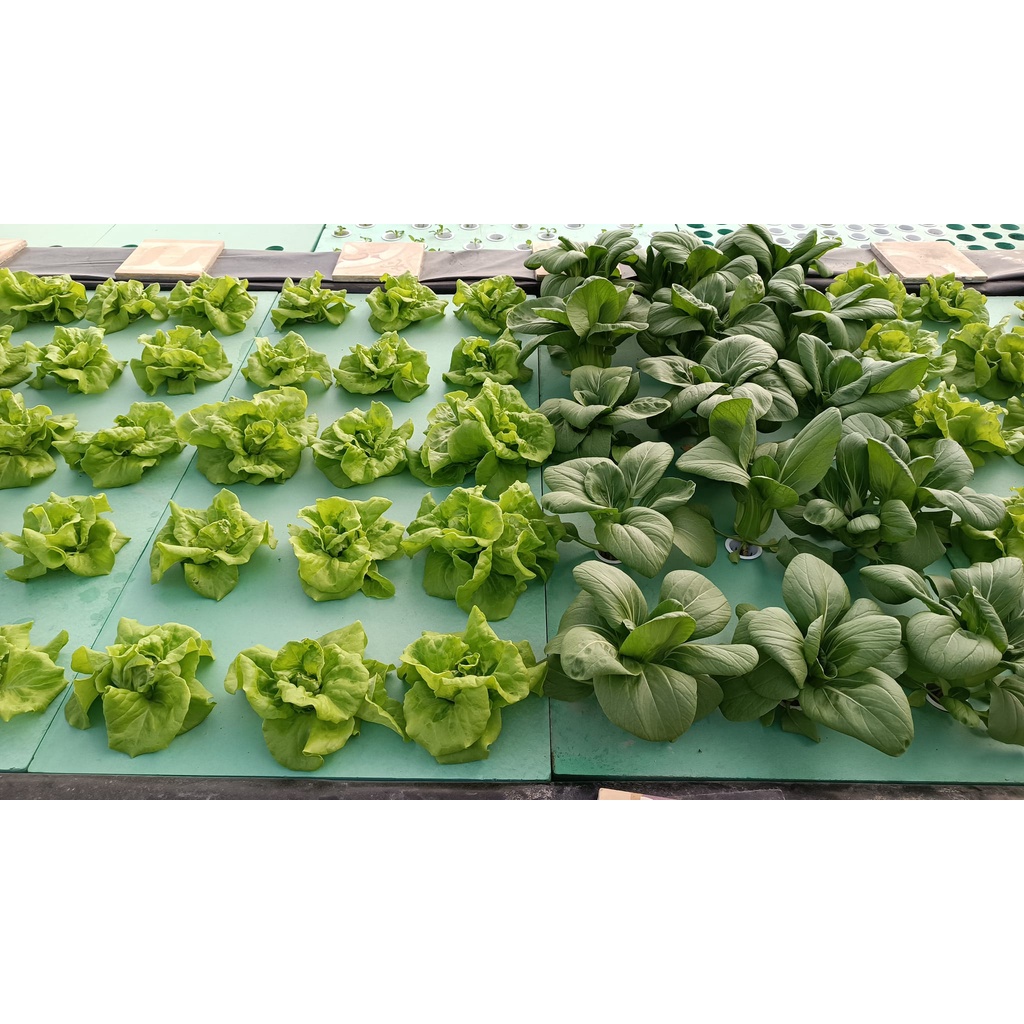 Xốp XPS trồng rau thủy canh Aquaponics tại nhà, dài 1200 mm, rộng 600 mm, dày 50 mm