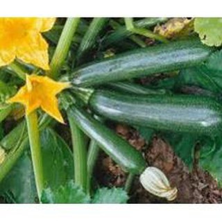 HẠT GIỐNG BÍ NGỒI XANH F1