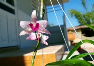 Giả hạc phi điệp rừng thuần