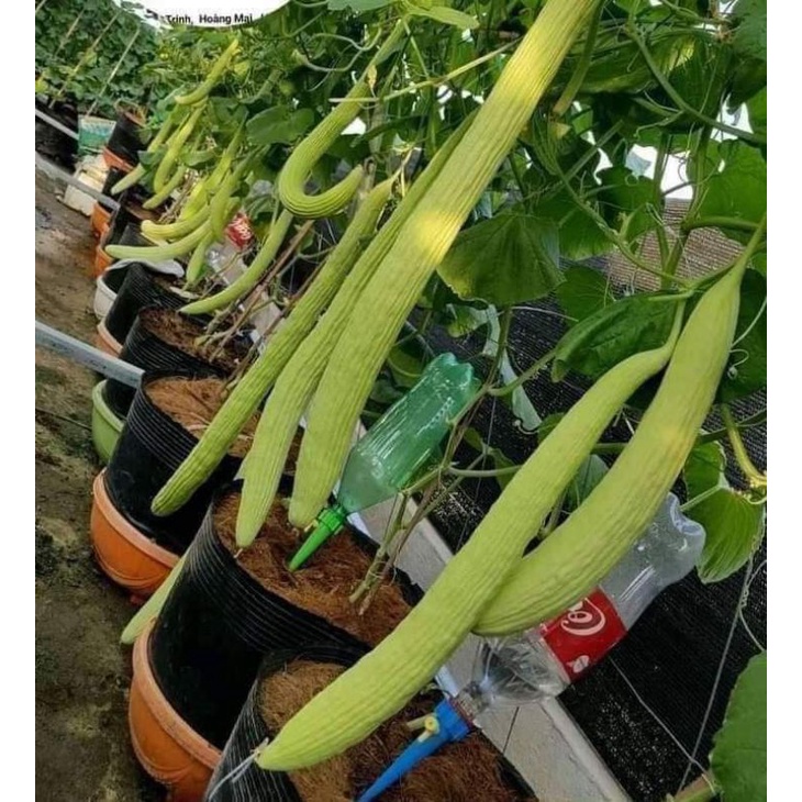 💥 Hạt giống Dưa Chuột Rắn Mỹ  siêu dài 🍎 Dòn Ngon💥 độc lạ rất dễ trồng
