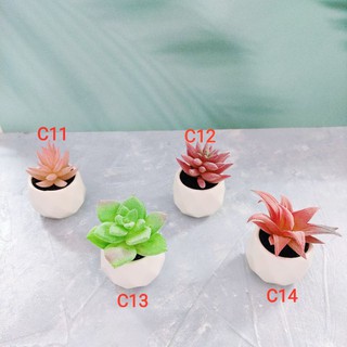 Sen đá giả - Chậu sứ