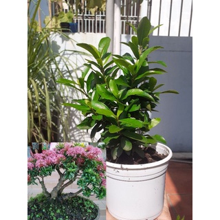 Chậu bông trang hồng phấn Thái lá nhỏ, cây cảnh chơi bonsai.