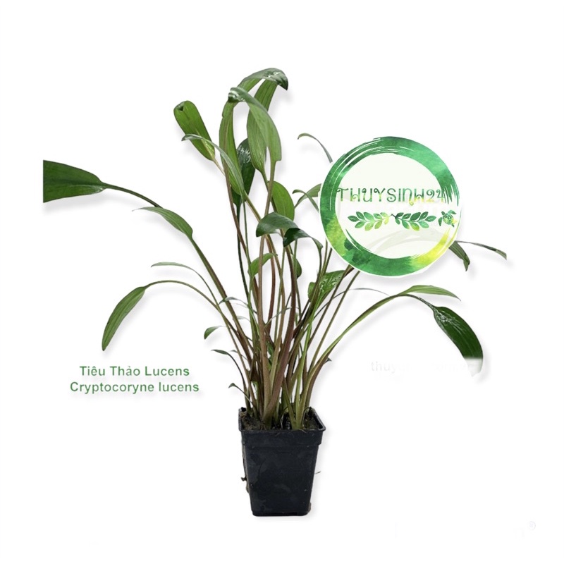 Cây thuỷ sinh Tiêu Thảo Lucens - dễ trồng
