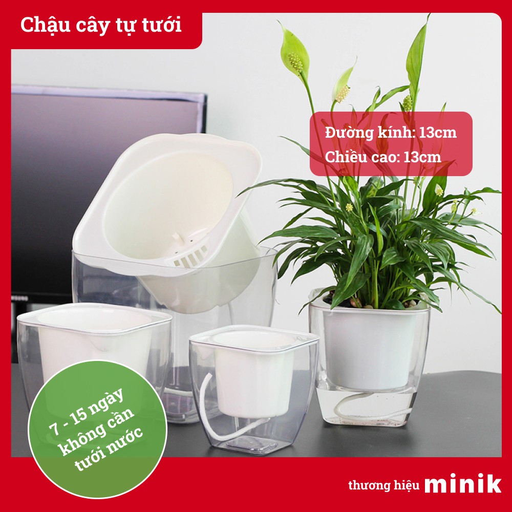 Chậu trồng cây tự dưỡng trong suốt MINIK, chậu cây thông minh tự tưới, kích thước 12cm x 12cm