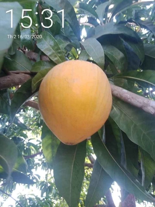 cây lêkima thái .. 8 tháng cây cho trái