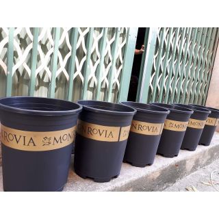 Combo 10 chậu Mon cỡ 5gal" HỎA TỐC"