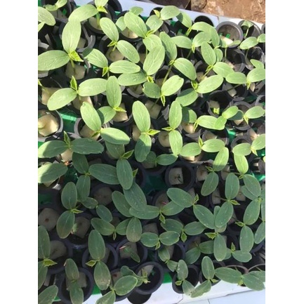 Mút ươm hạt giống trồng cây cao cấp gồm 110 viên