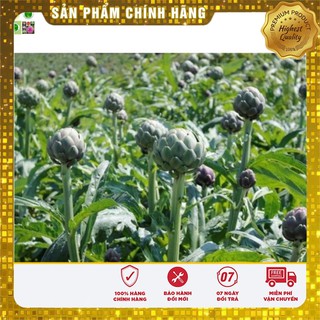 Hạt Giống Atiso Xanh - 4 Hạt