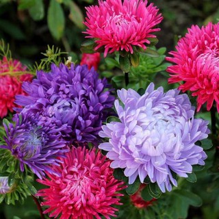 Hạt giống hoa Cúc đại đóa cánh to nhiều màu Hà Lan VTS57 | Vạn Tín Store