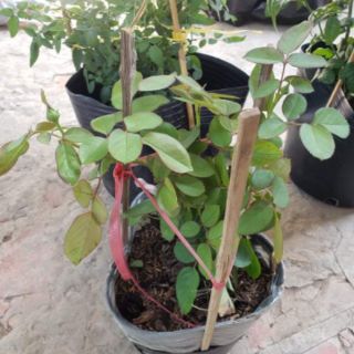 Hoa Hồng trứng Catalina(tặng kèm phân bón)