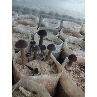 nấm mối đen bịch 200gr