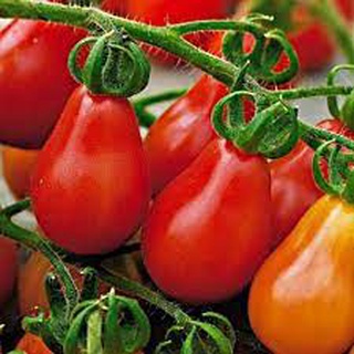 Hạt Giống Cà Chua Cherry Lê Đỏ 30 hạt