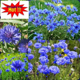 ⚡️HẠT GIỐNG HOA TRÚC MAI XANH ĐÀ LẠT⚡️ DỄ TRỒNG TỈ LỆ NẢY MẦM TRÊN 80% GÓI 50 HẠT TẶNG KÍCH MẦM