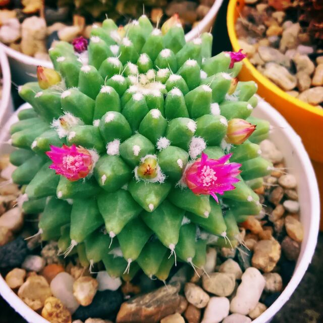 Xương rồng Sầu riêng không gai
