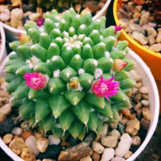 Xương rồng Sầu riêng không gai