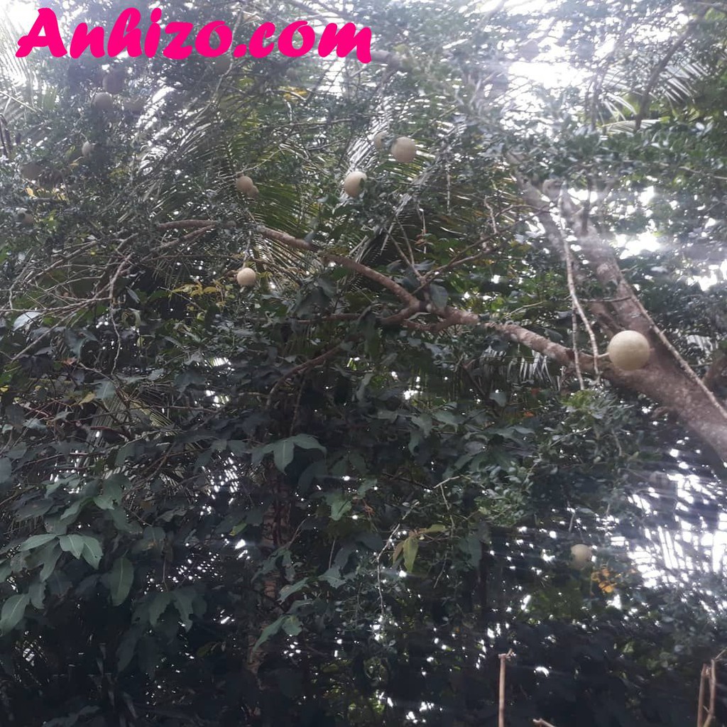 Trái QUÁCH Miền Tây  Trái Quách Trà Vinh Chua Chua Ngọt Ngọt