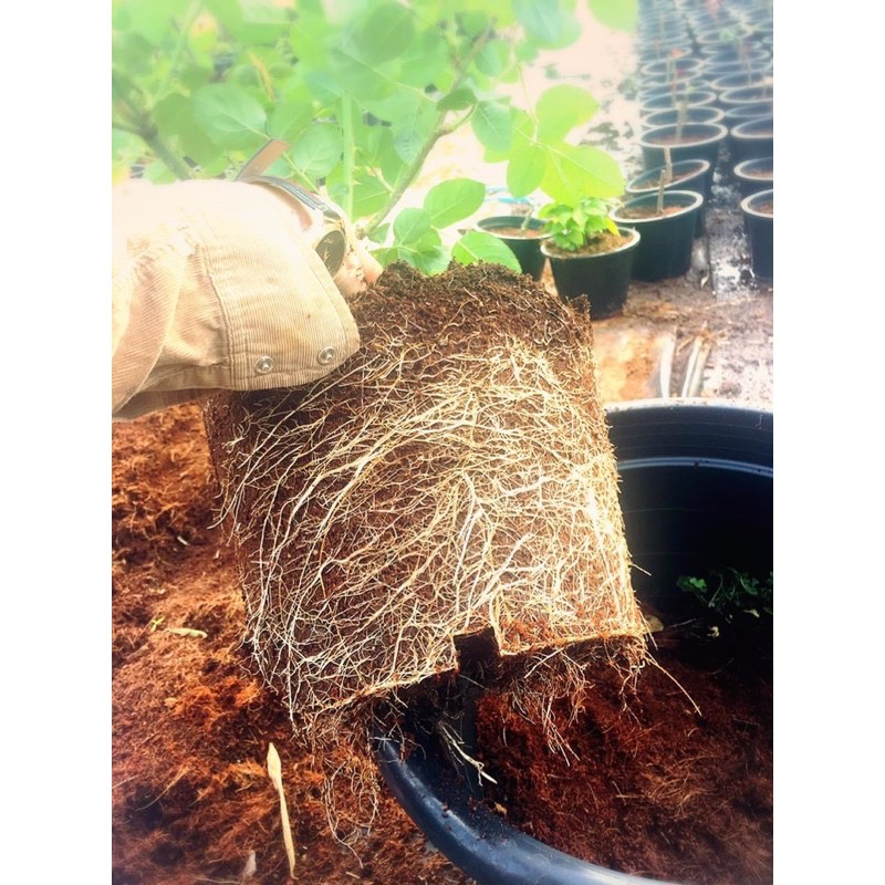 💦🌸 5 Thành Phần Giá Thể Trồng Hoa Hồng 🌹💦 - Siêu rễ