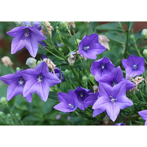 Shop 1K - Hạt Giống Hoa cát cánh xanh blue 100 Hạt/ Gói - Tặng kèm hạt hướng dương lùn + thuốc kích mầm rễ nhanh