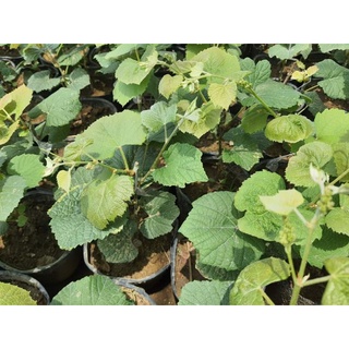Cây giống nho kẹo siêu sớm
