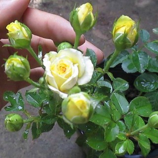 Gói 20 hạt giống hoa hồng tỉ muội